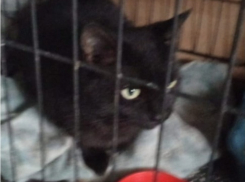 «Вопрос жизни и смерти»: новороссийцы ищут дом малышке Мусе