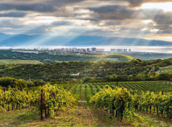 Вина России вытеснили заграничные: треть из них - вина Кубани