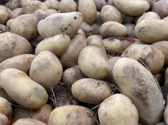 Картошка подешевеет: власти надеются на хорошую погоду