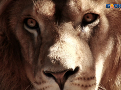 «Спасите наши души»: спустя 25 лет уникальные животные оказались на улице в Краснодарском крае