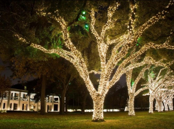 В Новороссийске появится больше светящихся деревьев и лабиринтов