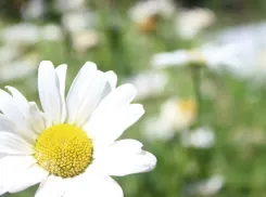 Гороскоп от «Блокнот»: девам нужно стать гибкими, а весам избегать конфликтов 