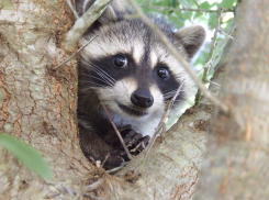 В Новороссийске появился Енотовый переулок