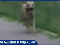 «Боевая» корги агрессивно отхватила от лапочки-питбуля в Новороссийске