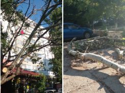 В Новороссийске неизвестные спилили здоровые ветки дерева и бросили их, как попало  