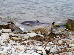 Прокуратура Новороссийска назвала первые версии причин массовой гибели дельфинов