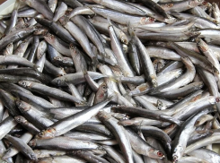 Когда на рынках Новороссийска появится свежая хамса 
