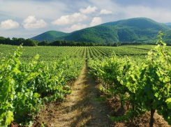 Возможно появление единого бренда «Кубанские вина»   