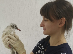 Ветеринарный госпиталь: круглосуточная помощь вашему питомцу