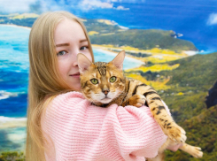 «Страна Мурляндия»: необычная выставка кошек впервые приезжает в Новороссийск