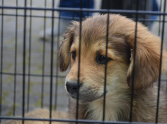 У животных заканчивается корм: частный зооприют в Новороссийске просит о помощи 