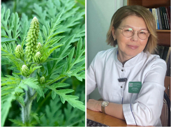 От каких аллергенов страдает побережье? Для южан разрабатывают новую вакцину против амброзии