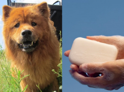 Мыло из бездомных собак предлагают делать депутаты