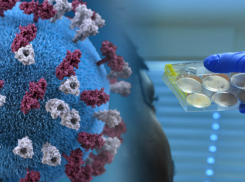 Ковид никуда не делся – в Новороссийске 7 новых случаев заболевания