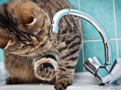 Почему в кранах новороссийцев до сих пор нет воды 