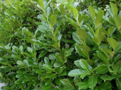 Посадят! Где в Новороссийске появятся новые растения, и кто ответит за гибель уже высаженных