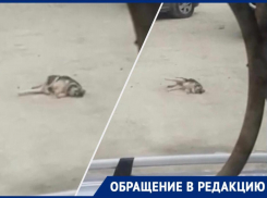 «Мучается в конвульсиях, идет пена изо рта»: в Мысхако травят щенков 