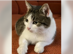 «Волшебную» кошку за 20 миллионов продает новороссиец 