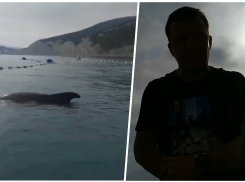 В Широкой балке спасение краснокнижных дельфинов обернулось скандалом