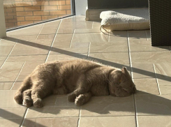 62 тысячи за труп любимца: жительница Новороссийска потеряла кота в «ветеринарке»