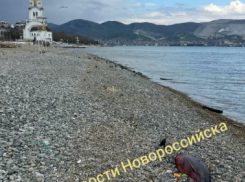 Мертвые дельфины вновь в Новороссийске, а в Анапе откроют госпиталь для китообразных