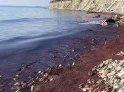 Кровавый прилив: в Новороссийске покраснело море