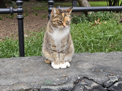 Не просто покормить: 5 шагов, чтобы бездомных животных в Новороссийске стало меньше 