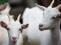 Россельхоз знает всё о разведении коз в черте Новороссийска, но лишь по бумагам