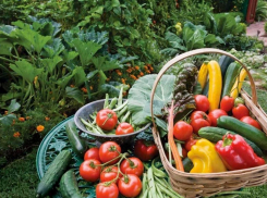 Готовь сани летом: огородники и дачники должны определиться с формой управления товарищества до 1 января 2024 года