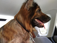 Совместными усилиями новороссийцы спасли жизнь овчарке