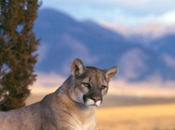 Календарь в Новороссийске: 3 марта - Всемирный день дикой природы