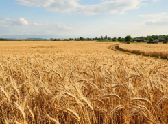 Из Новороссийска в Колумбию отправили 16 тысяч тонн пшеницы 