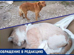 Под Новороссийском домашний пёс на самовыгуле задрал кота