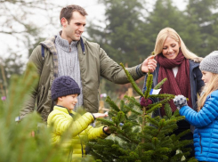 «Блокнот» поможет выбрать отличную елку 