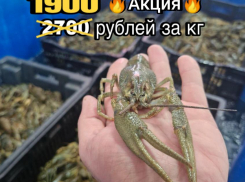 ТОВАР ДНЯ! Раки XXL – для тех, кто задумал объесться ракообразными в Новороссийске до отвала