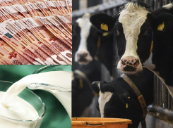 Правительство поддержит новороссийских «молочников», овцеводов и селекционеров