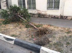 Подотчетное дерево уже несколько дней лежит корнями вверх в  центре Новороссйска