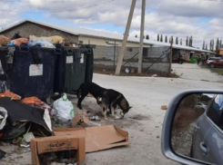 Горы мусора, бродячие собаки: свалка растет рядом с домами новороссийцев 