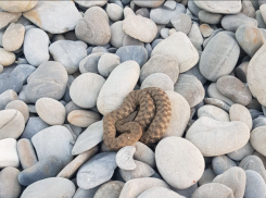 «Не заплатила за лежак»: на пляже Новороссийска спасатели обнаружили змею