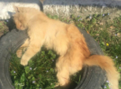 В Новороссийске начали травить бездомных животных