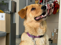 Послушная и добрая девчонка ищет дом в Новороссийске