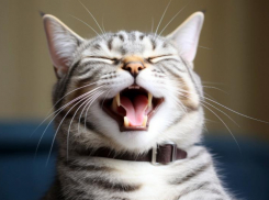 Новороссийцам рассказали 5 фактов про улыбку