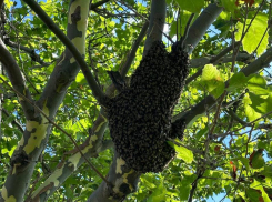 Рой пчел поселился на набережной Новороссийска 