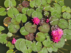 Гороскоп от «Блокнота»: Львам уделить внимание здоровью, а Овнам проявить терпение