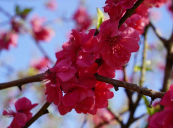 Персики, сливы, вишня — сады на площади 30 000 га зацвели на Кубани