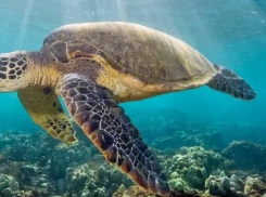 Неожиданный гость Черного моря: тропическую черепаху заметили у берега Туапсе