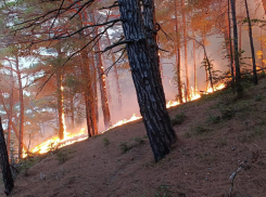 Площадь пожара в Геленджике растёт: что известно к этому часу