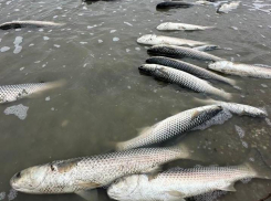 В Анапе массово гибнет рыба: виноват ли в этом мазут