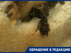 Бутерброд с тараканами подали жительнице Новороссийска