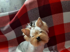 Жительница Новороссийска потеряла Нюшу